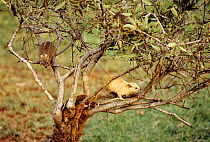 Two Small toothed rock hyrax {Heterohyrax brucei} in a tree, Tsavo NP, Kenya