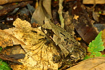 Asian horned toad camouflaged (Megophrys monticola) Mt Apo NP, Philippines