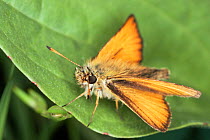 Essex Skipper butterfly {Thymelicus lineola} Germany