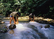 Fishing with barbasco, bundles of rotenone placed in river which poisoon the fish downstream, Ecuador