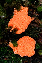 Fruiting body of Myxomycete fungi on rotting wood. Scotland, UK