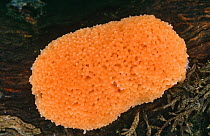 Fruiting body of Myxomycete fungi (Tubifera ferruginosa) on rotting wood, Scotland, UK