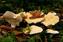 Hedgehog fungus in beechwood {Sarcodon/ Hydnum repandum} Scotland, UK