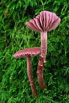 Amythest deceiver {Laccaria amethystea / amethystina} toadstools, Scotland, UK