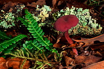 Amythest deceiver toadstool with Fern and Lichen in oakwood. Scotland, UK