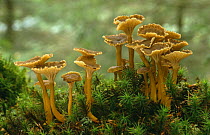 Edible fungus {Cantharellus infundibuliformis} with moss Scotland, UK