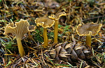 Edible fungus {Cantharellus infundibuliformis} in coniferous woodland. Scotland, UK