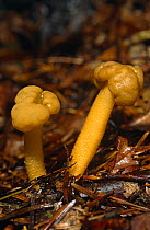 Jelly baby fungus {Leotia lubrica} in mixed woodland Scotland, UK