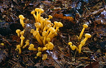 Jelly baby fungus {Leotia lubrica} in mixed woodland Scotland, UK
