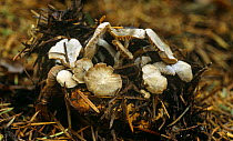 Parasitic fungus {Asterophora parasitica} growing on decomposing cap of {Russula sp} toadstool, Scotland