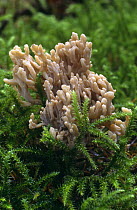 Coral fungus {Clavulina sp} in coniferous woodland. Scotland, UK