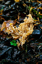 Coral fungus {Clavulina sp} in coniferous woodland. Scotland, UK