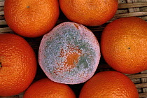 Fungal mould {Penicillum digitatum} growing on tangerine skin UK