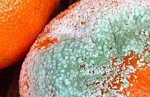 Fungal mould {Penicillum digitatum} on tangerine skin UK