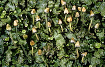 Liverwort {Conocephalum conicum} with sporangia. Scotland, UK Renfrewshire