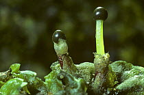 Liverwort {Pellia epiphylla} with developing sporangia, Scotland, UK