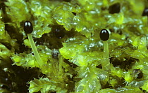 Liverwort {Chiloscyphus cuspidatus} with sporangia on decaying wood, Scotland, UK