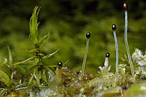 Liverwort {Chiloscyphus cuspidatus} with sporangia on river bank, Scotland, UK