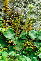 Liverwort {Jungermannia polymorpha} on path Scotland, UK
