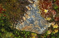 Mixed species of Moss and Lichen on stone in woodland, Scotland