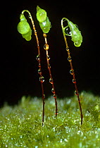 Greater matted thread moss {Ptychostomum capillare} with spore capsules, woodland, Scotland