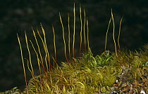 Silky fork moss {Dicranella heteromalla} with spore capsules on riverbank Scotland, UK