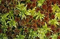 Sphagnum moss {Sphagnum sp} on wet moorland. Scotland, UK Inverness-shire