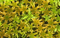 Moss {Sphagnum sp} in damp woodland Scotland, UK Inverness-shire