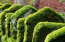 Moss growing on stone parapet of old bridge Scotland, UK Inverness-shire