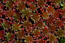 Sphagnum moss close-up, Scotland