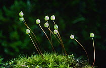 Apple moss {Bartrimia pomiformis} with spore capsules Scotland
