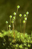 Apple moss (Bartrimia pomiformis) with spore capsules, Inverness-shire, Scotland, UK