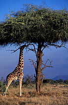 Giraffe grazing acacia tree, Kenya {Giraffa camelopardalis] giraffes shape trees