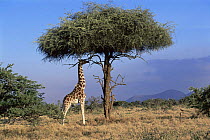 Solitary Giraffe (Giraffe camelopardalis) standing under Acacia tree, Kenya
