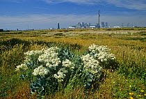 Sea kale {Crambe maritima} with Dungeness nuclear power station in background,  Kent, UK