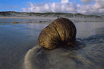 Coconut {Cocos nucifera} washed ashore on North Uist, Scotland