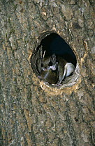 Southern flying squirrel {Glaucomys volans} with baby in mouth, at nest hole.