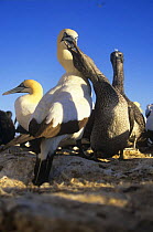 Cape gannet (Morus capensis) chick begging for food, Malgas island, South Africa, vulnerable species
