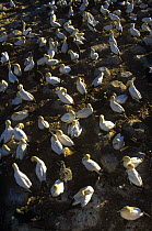 Aerial view of Cape gannet (Morus capensis) colony, Malgas island, South Africa, vulnerable species