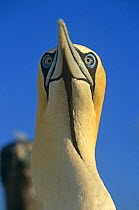 Cape gannet (Morus capensis) Malgas Island, South Africa