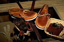 Shoes, belts and purses  made from American alligator skin / leather,  Florida, USA