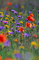 Wild flowers in reseeded meadow Common poppy, Corn marigold + Cornflower. UK