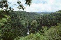Rainforest around Sarapiqui River, Costa Rica, Central America