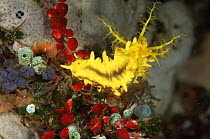 Yellow Sea cucumber {Colochirus rubustus} Sulawesi, Indonesia