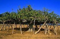 Cultivated Fig tree with props {Ficus carica} Formentera Is, Balearics, Spain