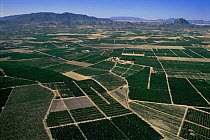 Aerial view of fields in agricultural landscape, Jumilla, Murcia, Spain