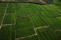 Aerial view of rice fields ,Calasparra, Segura river, Murcia, Spain