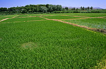 Field of Cultivated rice {Oryza sativa} Murcia, Spain