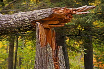 Broken trunk of conifer tree, Michigan, USA