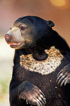 Malayan sun bear (Ursus malayanus) captive